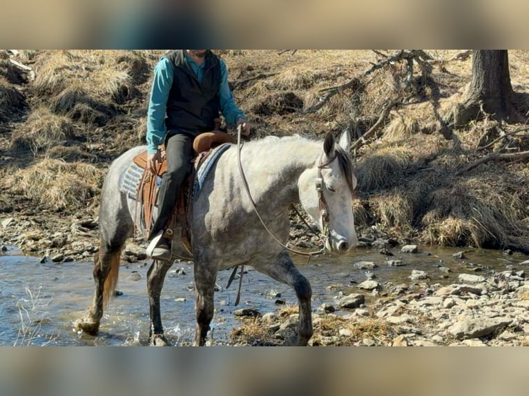 Percheron Mix Gelding 4 years 15.2 hh Grey in Cincinnati