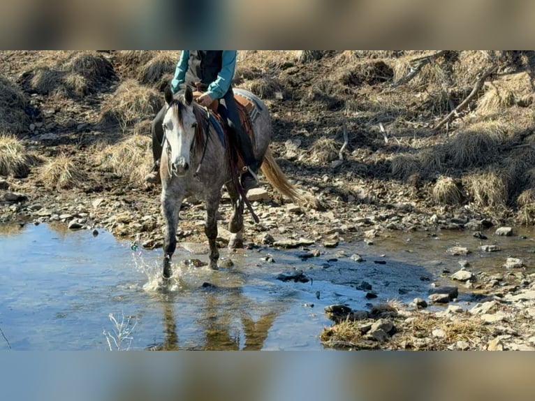 Percheron Mix Gelding 4 years 15.2 hh Grey in Cincinnati