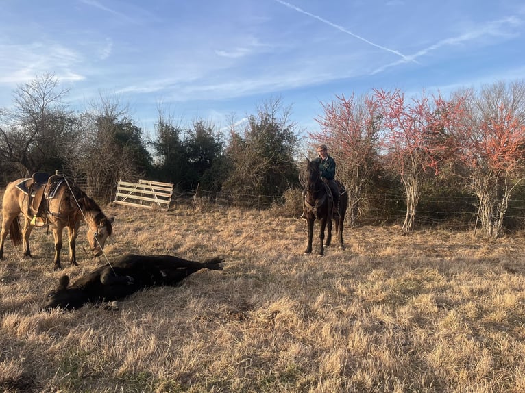 Percheron Mix Gelding 4 years 15.3 hh Bay-Dark in Baxter Springs, KS