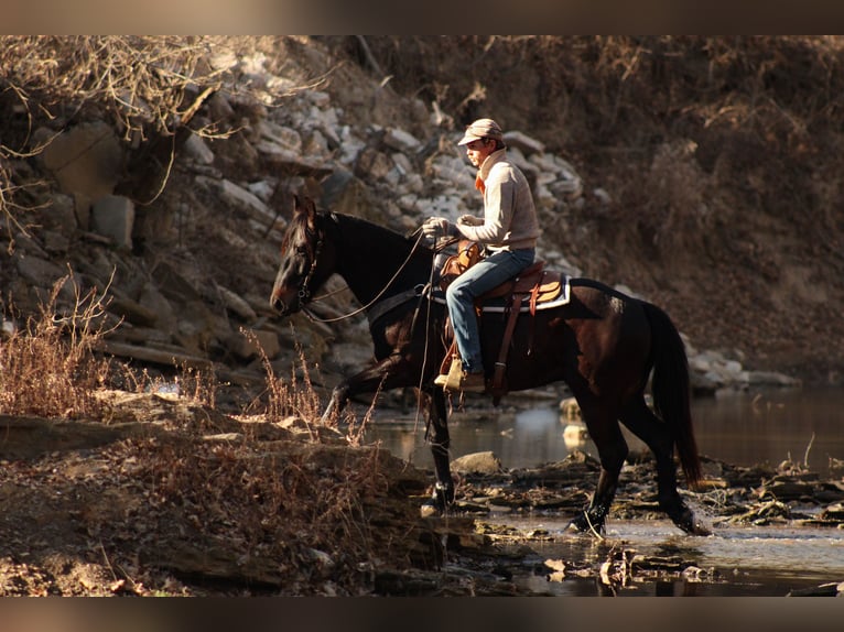 Percheron Mix Gelding 4 years 15.3 hh Bay-Dark in Baxter Springs, KS
