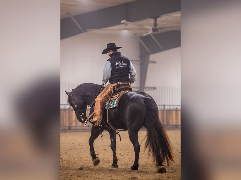 Percheron Mix Gelding 4 years 15.3 hh Black in Canistota