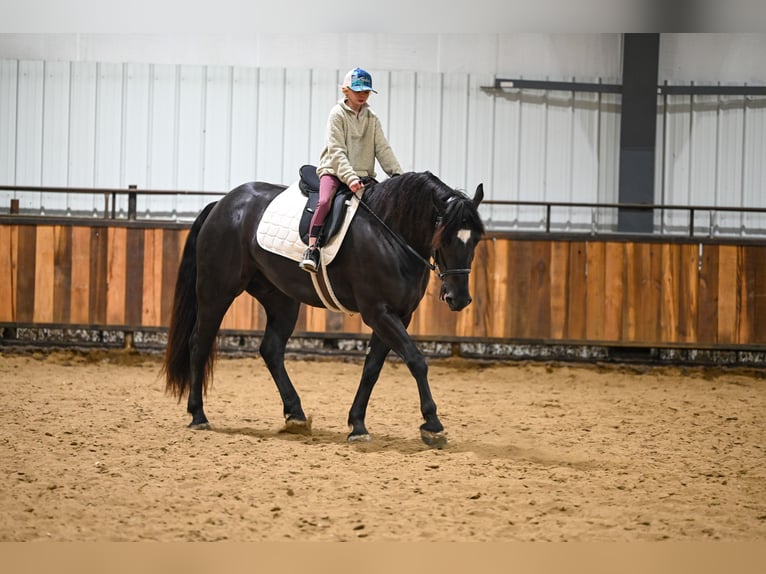 Percheron Mix Gelding 4 years 15.3 hh Black in Canistota