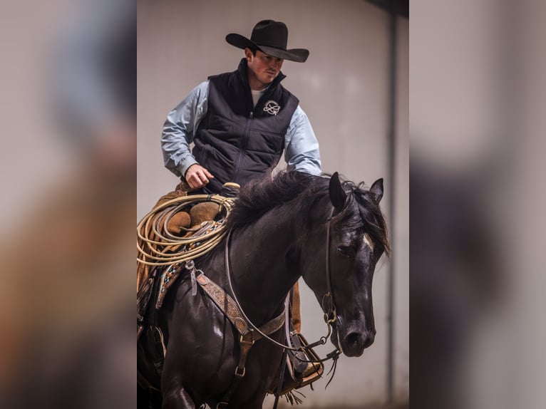 Percheron Mix Gelding 4 years 15.3 hh Black in Canistota