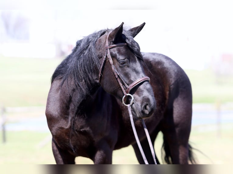 Percheron Mix Gelding 4 years 15.3 hh Black in Gap