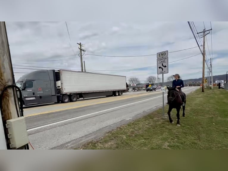 Percheron Mix Gelding 4 years 15.3 hh Black in Gap