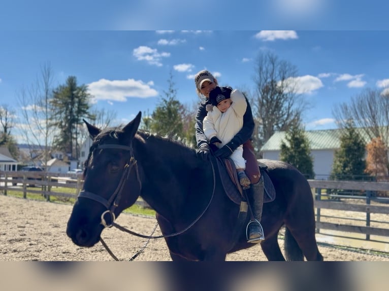 Percheron Mix Gelding 4 years 15.3 hh Black in Gap