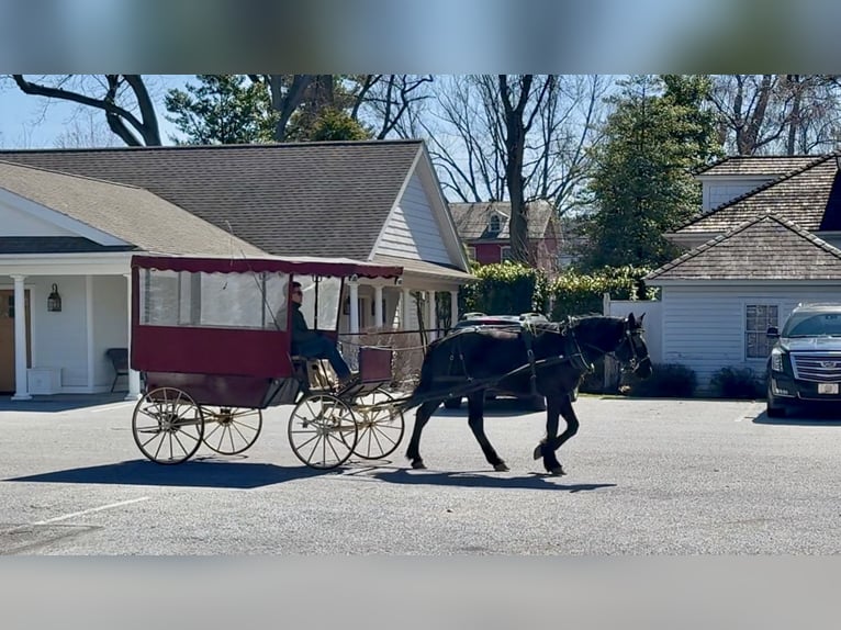 Percheron Mix Gelding 4 years 15.3 hh Black in Gap