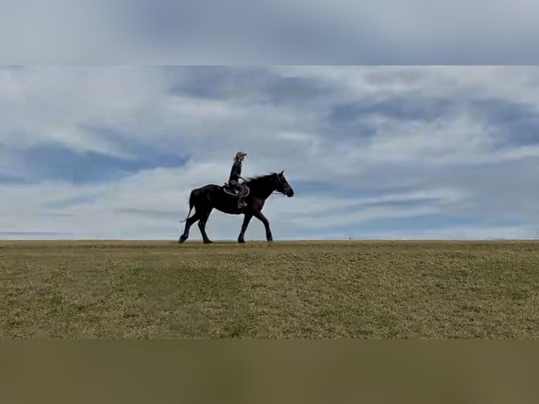 Percheron Mix Gelding 4 years 15.3 hh Black in Gap