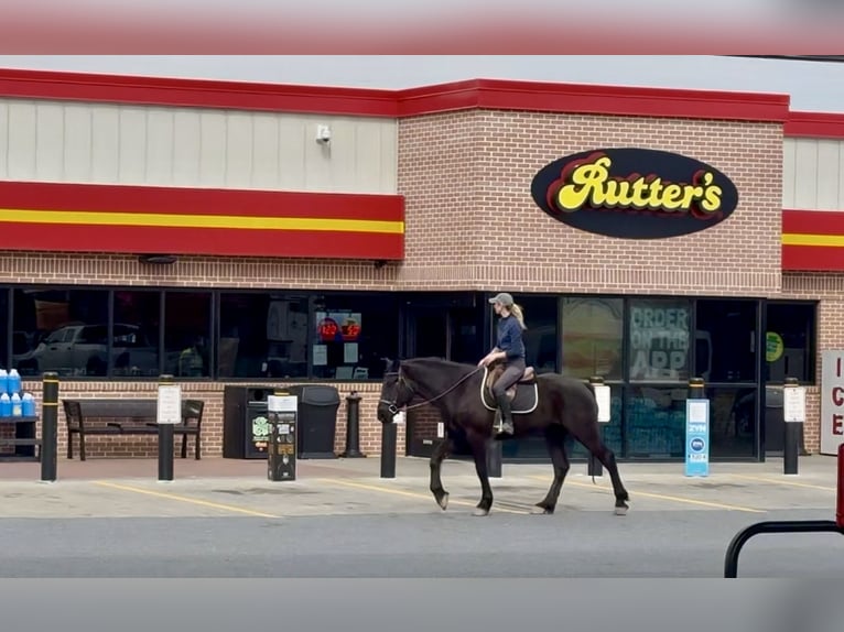 Percheron Mix Gelding 4 years 15.3 hh Black in Gap