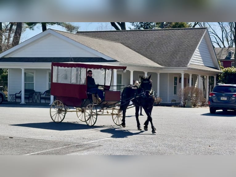 Percheron Mix Gelding 4 years 15.3 hh Black in Gap