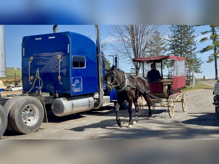 Percheron Mix Gelding 4 years 15.3 hh Black in Gap