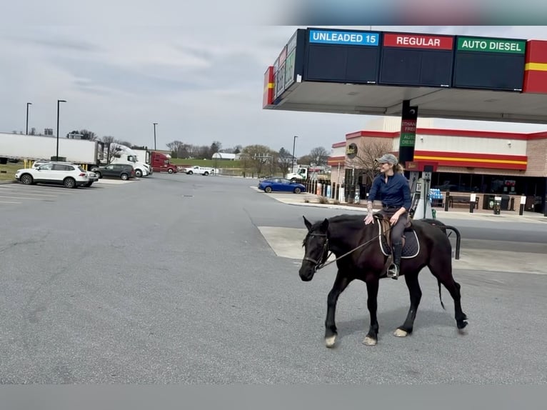 Percheron Mix Gelding 4 years 15.3 hh Black in Gap