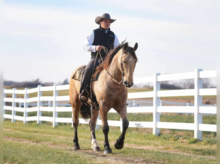 Percheron Mix Gelding 4 years 15,3 hh Buckskin in Independence