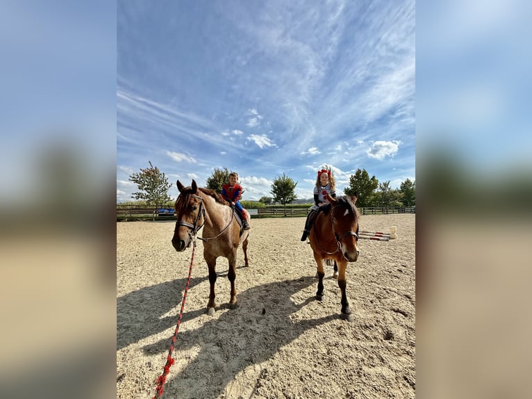 Percheron Mix Gelding 4 years 15,2 hh Bay in Gap, PA