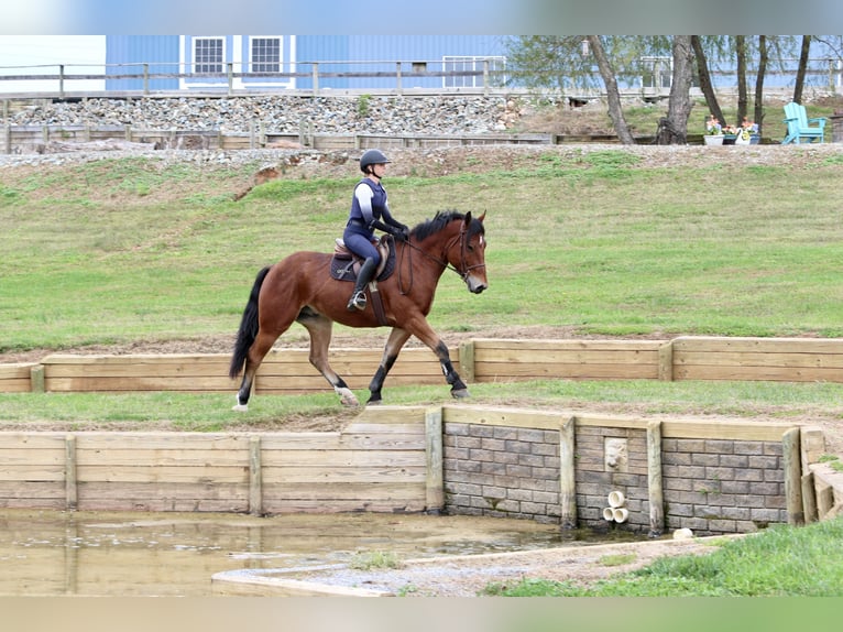 Percheron Mix Gelding 4 years 15,2 hh Bay in Gap, PA