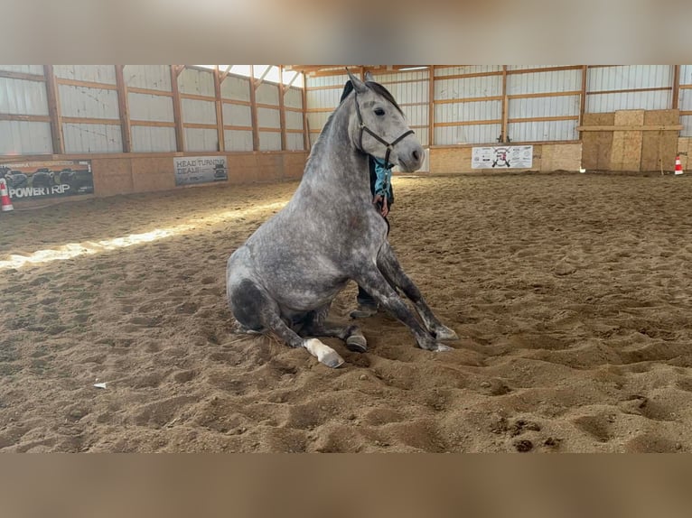 Percheron Mix Gelding 4 years 15,2 hh Grey in Cincinnati