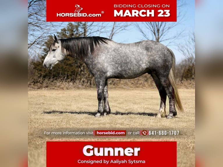 Percheron Mix Gelding 4 years 15,2 hh Grey in Cincinnati