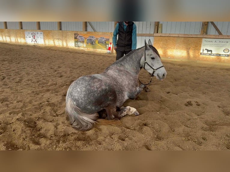 Percheron Mix Gelding 4 years 15,2 hh Grey in Cincinnati