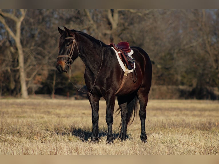 Percheron Mix Gelding 4 years 15,3 hh Bay-Dark in Baxter Springs, KS