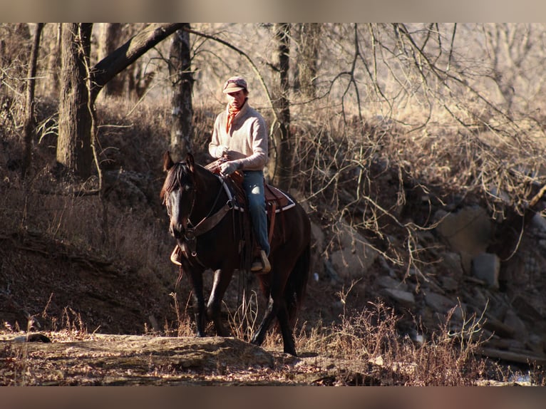 Percheron Mix Gelding 4 years 15,3 hh Bay-Dark in Baxter Springs, KS