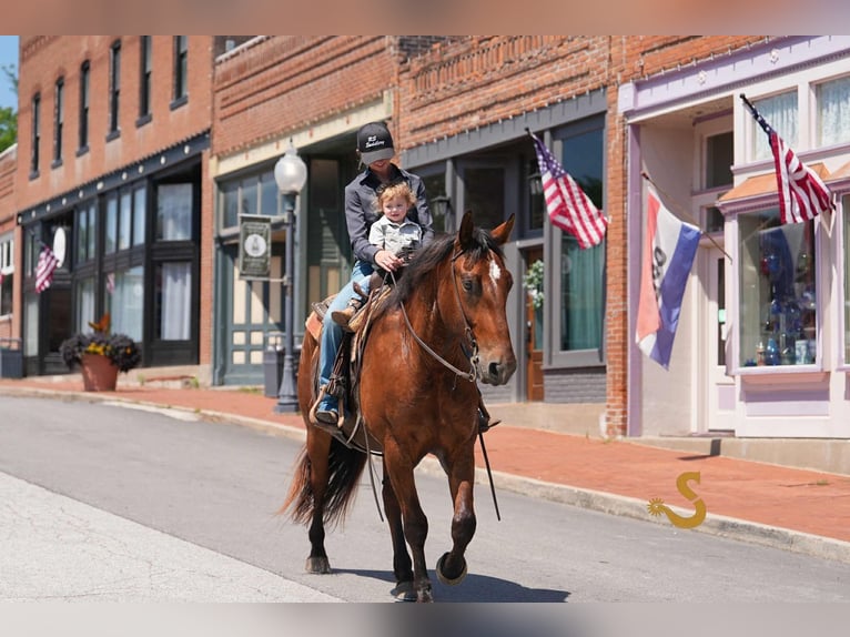 Percheron Mix Gelding 4 years 15,3 hh Bay in Bogard, MO
