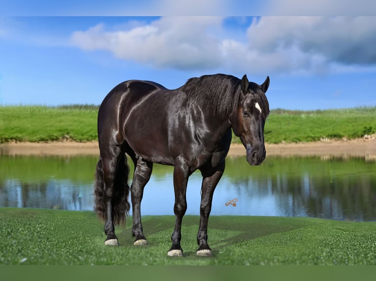 Percheron Mix Gelding 4 years 15,3 hh Black in Canistota