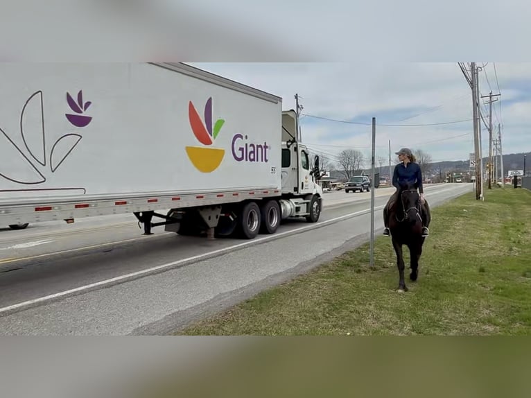 Percheron Mix Gelding 4 years 15,3 hh Black in Gap