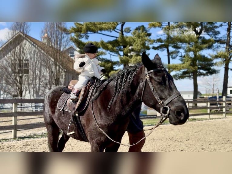 Percheron Mix Gelding 4 years 15,3 hh Black in Gap