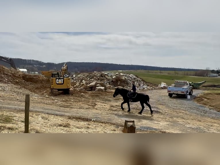 Percheron Mix Gelding 4 years 15,3 hh Black in Gap