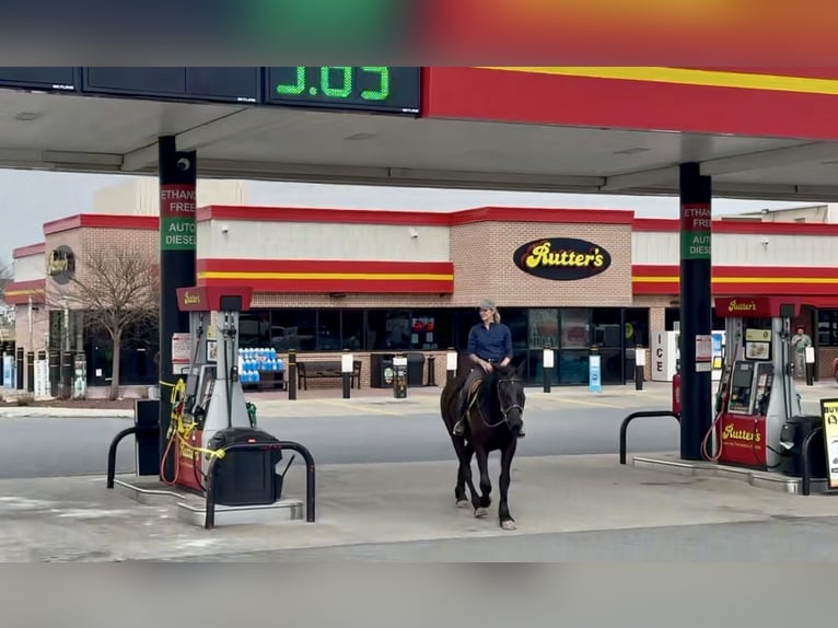 Percheron Mix Gelding 4 years 15,3 hh Black in Gap