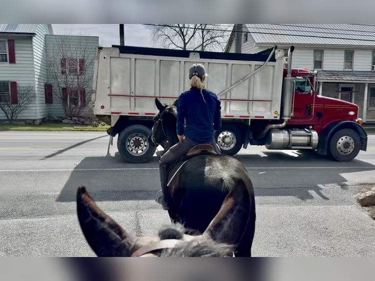 Percheron Mix Gelding 4 years 15,3 hh Black in Gap