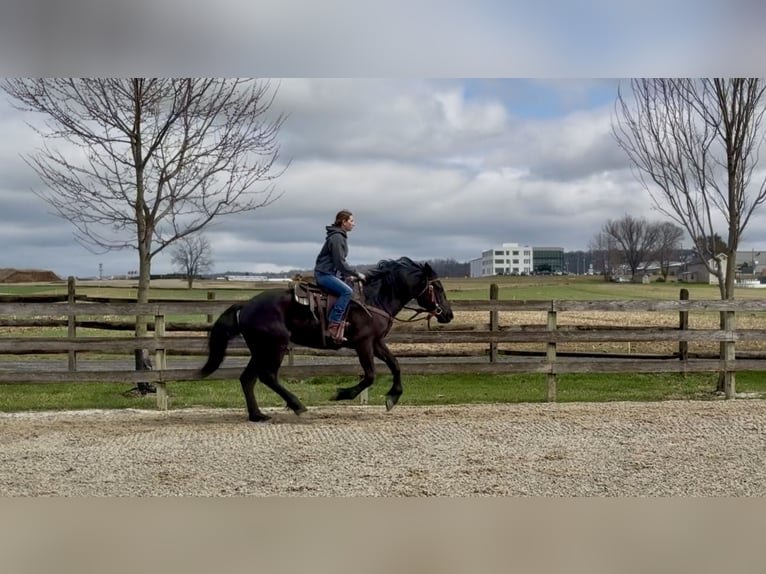 Percheron Mix Gelding 4 years 15,3 hh Black in Gap