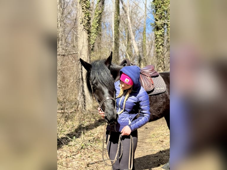 Percheron Mix Gelding 4 years 15,3 hh Black in Gap