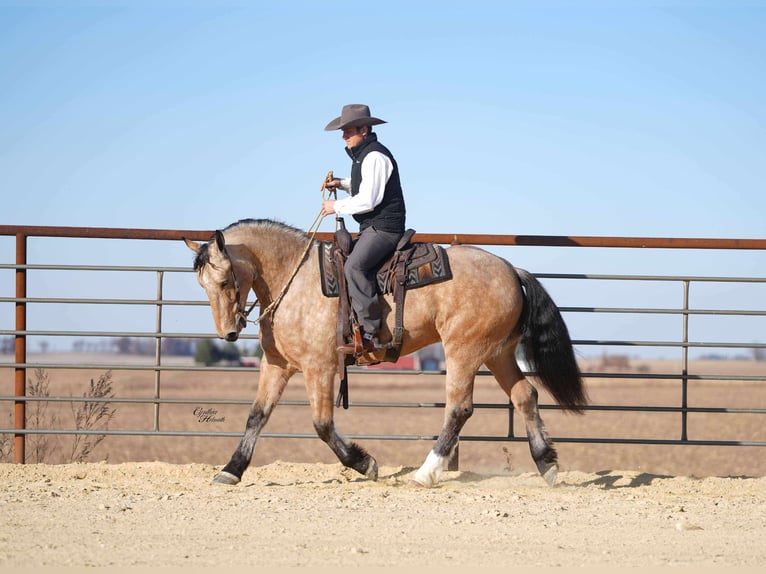 Percheron Mix Gelding 4 years 15,3 hh Buckskin in Independence