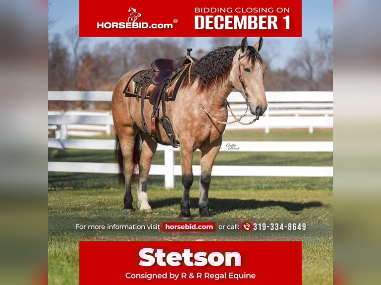 Percheron Mix Gelding 4 years 15,3 hh Buckskin in Independence