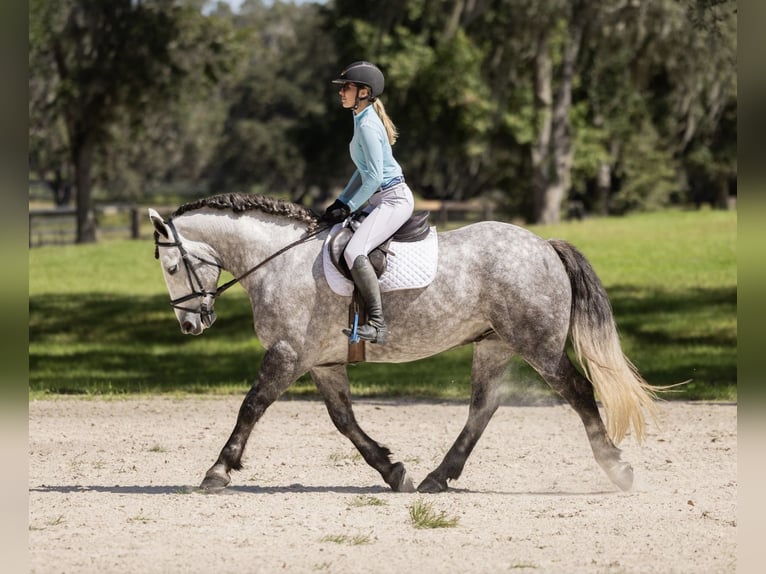 Percheron Mix Gelding 4 years 15,3 hh Grey in Ocala