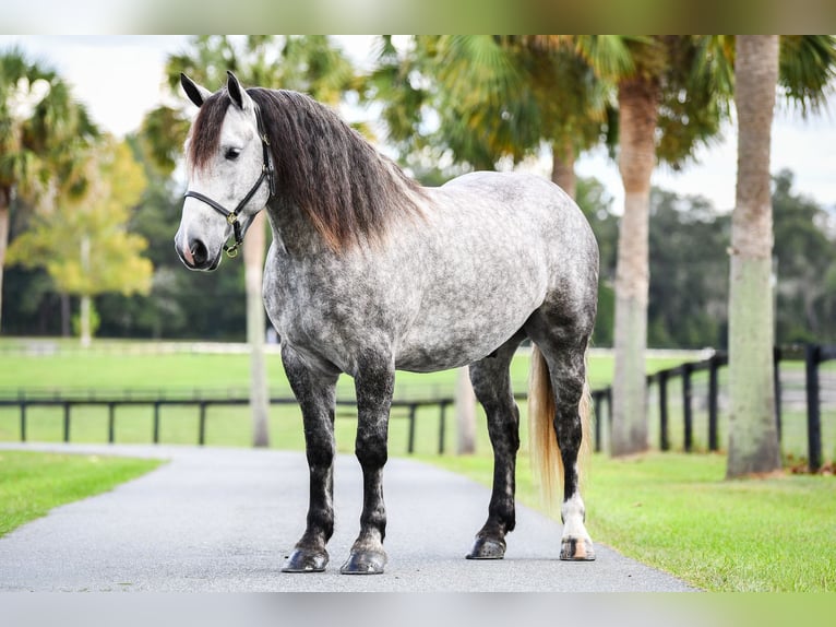 Percheron Mix Gelding 4 years 15,3 hh Grey in Ocala