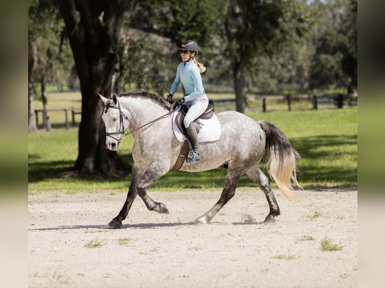 Percheron Mix Gelding 4 years 15,3 hh Grey in Ocala