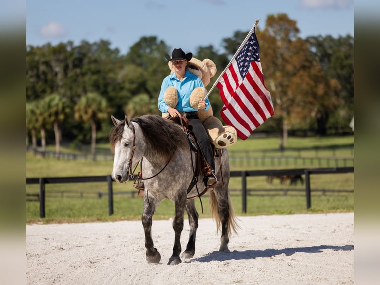 Percheron Mix Gelding 4 years 15,3 hh Grey in Ocala Percheron Mix Gelding 4 years 15,3 hh Grey in Ocala