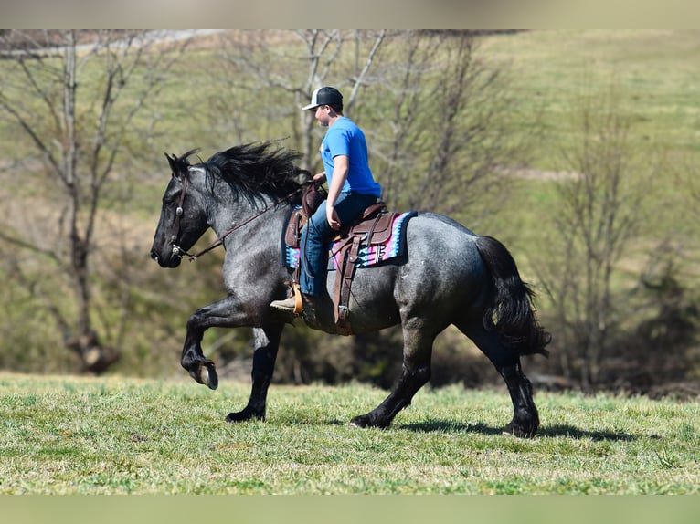 Percheron Mix Gelding 4 years 16,1 hh Roan-Blue in Crab Orchard, KY