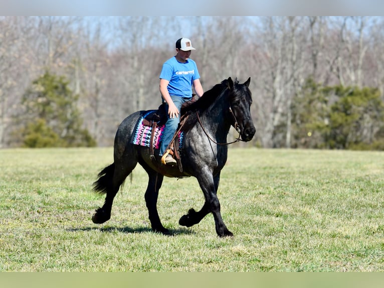 Percheron Mix Gelding 4 years 16,1 hh Roan-Blue in Crab Orchard, KY