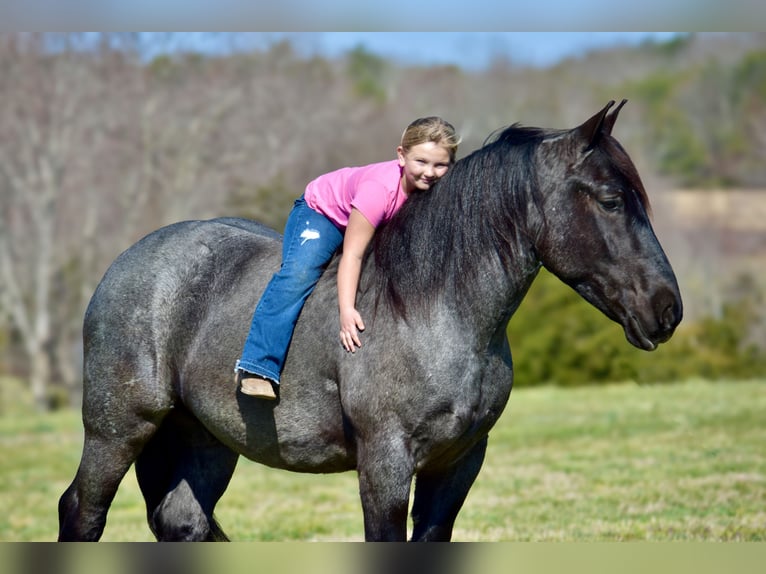 Percheron Mix Gelding 4 years 16,1 hh Roan-Blue in Crab Orchard, KY