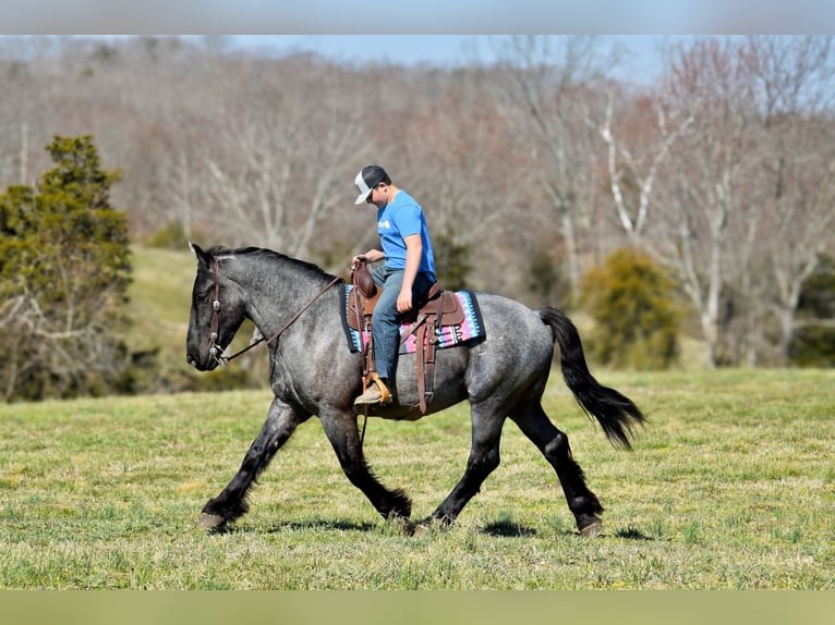 Percheron Mix Gelding 4 years 16,1 hh Roan-Blue in Crab Orchard, KY