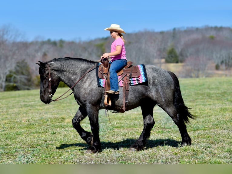 Percheron Mix Gelding 4 years 16,1 hh Roan-Blue in Crab Orchard, KY
