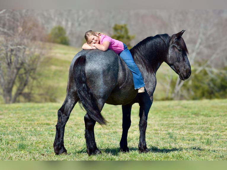 Percheron Mix Gelding 4 years 16,1 hh Roan-Blue in Crab Orchard, KY