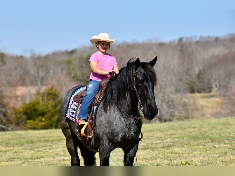 Percheron Mix Gelding 4 years 16,1 hh Roan-Blue in Crab Orchard, KY