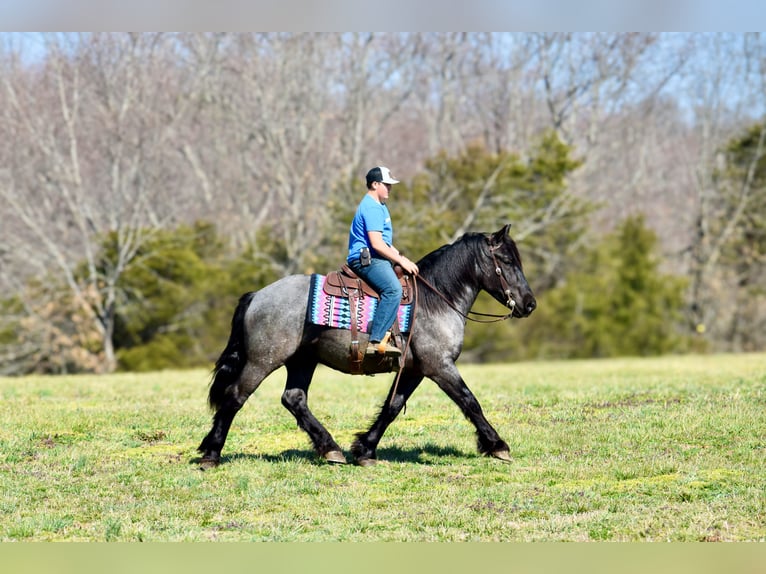 Percheron Mix Gelding 4 years 16,1 hh Roan-Blue in Crab Orchard, KY