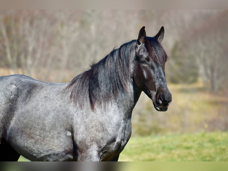 Percheron Mix Gelding 4 years 16,1 hh Roan-Blue in Crab Orchard, KY