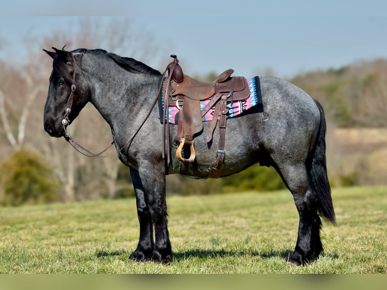 Percheron Mix Gelding 4 years 16,1 hh Roan-Blue in Crab Orchard, KY
