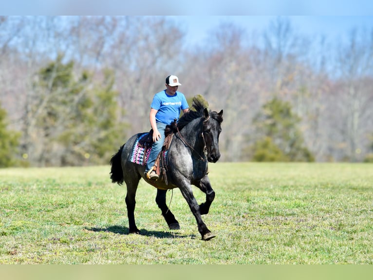 Percheron Mix Gelding 4 years 16,1 hh Roan-Blue in Crab Orchard, KY
